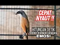 Burung cendet PASTOL gacor ISIAN KASAR Efektif buat PANCINGAN cendet malas bunyi !! langsung NYAMBER