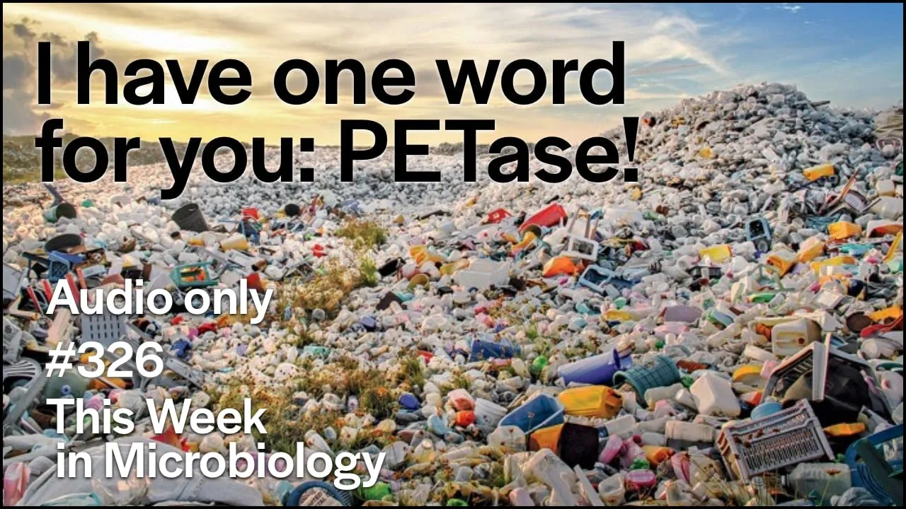 TWiM 326: I have one word for you: PETase!