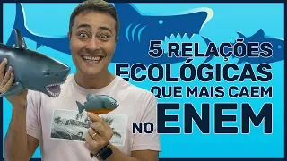 5 RELAÇÕES ECOLÓGICAS que mais caem no ENEM