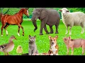 Download Lagu Cute Farm Animal Sounds: Dog, Cat, Chicken, Cow, Sheep \u0026 Horse – Animal Sounds