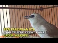 Lagu Trucuk BETINA memanggil Jantan Suara Birahi Ngecuplik 100% pancingan trucukan gacor agar BUNYI EMOSI