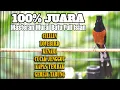 Download Lagu MASTERAN MURAI BATU JUARA TEMBAKAN TERBAIK SEPANJANG MASA 100% AMPUH MEMANCING MURAI JADI BONGKAR