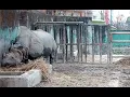 Do You Know What Does Rhino Eat One-Horned Rhino