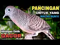 Perkutut Lokal Gacor Suara Paling Ampuh Untuk Pancingan Burung Perkutut Agar Bunyi