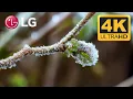Download Lagu LG DEMO 4K 2019 FRESH