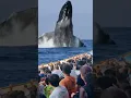 Download Lagu Salto de la ballena #ballenas #mar #naturaleza