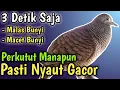 Lagu MASTERAN PERKUTUT INI 100% MEMANCING PERKUTUT BIAR BUNYI! TERBUKTI AMPUH!