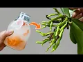 Download Lagu 200 keer sterker dan knoflook! De zwakste orchidee wordt meteen sterk en bloeit