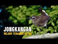 Lagu Jongkangan: Apakah Kita Pantas Memeliharanya Dalam Sangkar #masteranpasarburung