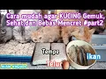 Download Lagu CARA AGAR KUCING SEHAT GEMBUL,BESAR DAN BEBAS DARI MENCERET [] MURAH MERIAH