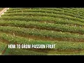 Download Lagu How to grow PASSION FRUIT