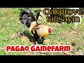 Oakgrove Grey Talisayin Pagao Gamefarm