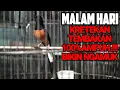 Download Lagu KRETEKAN DAN TEMBAKAN TAJAM MURAI BATU MALAM HARI 100%AMPUH DONGKRAK EMOSI MURAI LOYO JADI BONGKAR