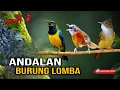 Lagu 🔴MASTERAN FAVORIT BURUNG JUARA - CUCAK CUNGKOK TEPUS KEPALA ABU CUCAK JENGGOT cocok buat murai batu