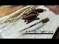 Download Lagu Lulang Kebo Landoh..  Mbah SARIDIN (Syekh JANGKUNG) Yang Melegenda.