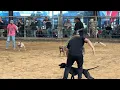 Lagu 2025 Lone Star State APBT ADBA Dog Show 