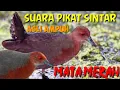 Lagu Suara pikat burung sintar mata merah