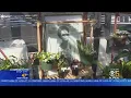 Black History West Oakland Green House An Oasis Of Serenity For Local Residents