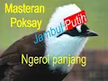 Masteran Poksay jambul putih ngerol panjang #kicaumania #masteran #poksay #burungkicau #birds