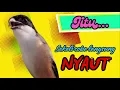 Download Lagu burung cendet gacor BONGKAR ISIAN untuk PANCINGAN bikin CENDET RAJIN BUNYI
