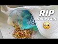 Download Lagu My Budgie's Last Day With Me 💔😔 RIP