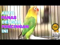 Lagu Pancingan Sekaligus Terapi Lovebird Ngetik Ngekek Cepat Bikin Lovebird Lain Ngekek ngetik Panjang