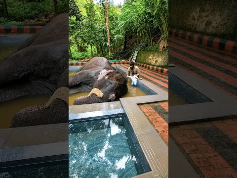 💥🤯யானையா குளிப்பாட்டலாமா..⁉️💢 | Thekkady Elephant #shorts
