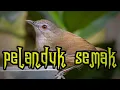 Lagu Kicau burung pelanduk semak gacor 