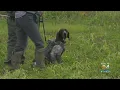 FWC Holds Demonstration On How Python-Sniffing Dogs Will Track Down Invasive Species In Everglades