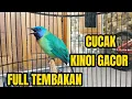 Lagu CUCAK KINOI GACOR FULL ISIAN DAN TEMBAKAN TAJAM❗100%  KONCERR