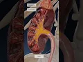Download Lagu Kidneys work explained in 3D: the formation of urine