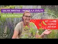 Download Lagu 🌸 Két lenyűgöző  növény, amit imádni fogsz a kertedben! 🌿 | Macskahere és Indigólila zsálya