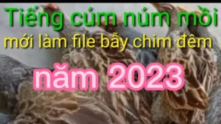 Download Tiếng cúm núm mồi 2.hoành.lê. để đi bẫy chim đêm MP3