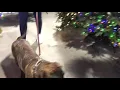 LonelyCreek Bullmastiff flocked Christmas trees in the Christmas tree forest in Lowes