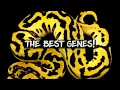 The Best Ball Python Genes The Best Recessive Co-Dom Bright Gene Dark Gene Super Allelic