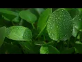 Rain Delight + Alpha 10Hz Binaural Waves  ► Instant Relaxation