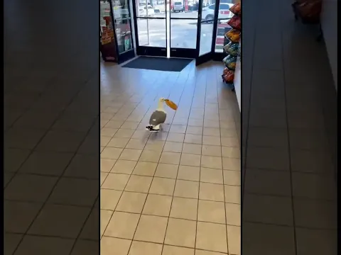 Karma 🕊️ Seagull's Instant Snack Heist at Store #karma #snackheist #shorts