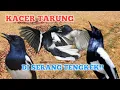 Download Lagu SUARA PIKAT KACER KEJEPIT