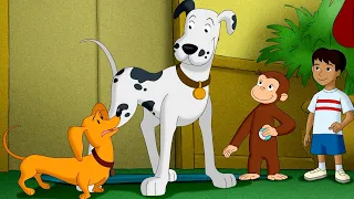 ¡Los perros vienen en todos los tamaños! 🐶😉 | Episodios Completos | Jorge El Curioso En Español
