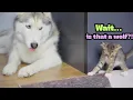 Lagu Uncle Husky Boby Patiently Waits to Earn a Tiny Kitten’s Trust