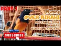 Download Lagu MB OVER BIRAHI PARAH || GIMANA SOLUSINYA ❓❓ || TONTON SAMPAI HABIS VIDEO INI ‼️