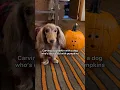 He is OBSESSED with pumpkin season