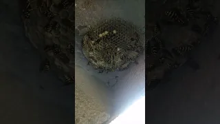 هجوم عدائي مين الدبور الافريقي 