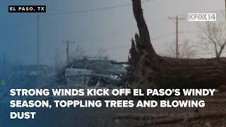Strong winds kick off El Paso s windy season toppling trees and blowing dust