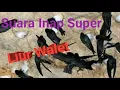 Download Lagu Suara walet Inap mp3