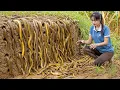 Download Lagu Harvesting 1000kg of large eels - manual trap setting - sold at the Countryside Market
