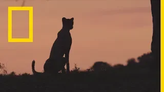 القطط الكبيرة الحيوانات البري ة ناشونال جيوغرافيك أبوظبي 