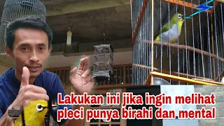 Download Seperti ini Cara melihat Burung pleci sudah punya birahi dan mental MP3