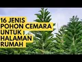 Download Lagu Rekomendasi 16 tTanaman Cemara Hias Untuk Ditanam di Halaman Rumah
