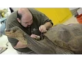 Download Lagu Preserving Lonesome George